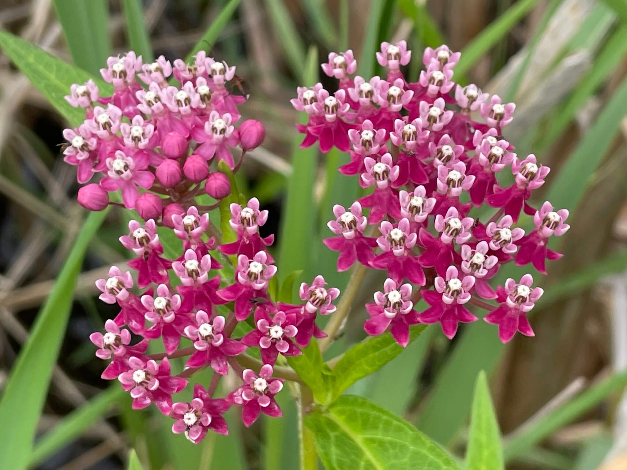 Asclepias incarnata